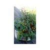 Chilli sazenice Pequin 1ks  až 30 000 SHU - keříkovitý vzrůst