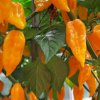 bhut jolokia orange