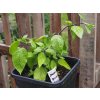 Rocoto rostlina