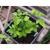 Rocoto