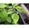 Rocoto kvet