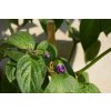 Rocoto