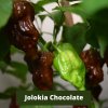 Jolokia Chocolate