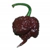 chili seeds carolina reaper chocolate