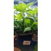Chilli sazenice Pimenta Pink Tiger 1ks  150 000 - 325 000 SHU
