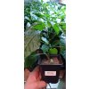 Chilli sazenice Ethiopian Brown 1ks