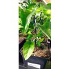 Chilli sazenice Ethiopian Brown 1ks