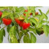 Set semínek chilli - středně pálivé odrůdy 30 ks  100 000 - 850 000 SHU