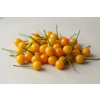Semínka a Sazenice chilli Aji Charapita