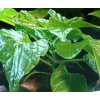 Fatalii Yellow(1)