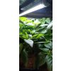 GENT G-LED 26W, 54 cm, na růst