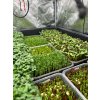 Microgreens 1