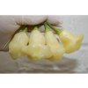3093 aji white fantasy chilli