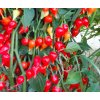 Chupetinho red