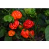 Chilli semínka Trinidad Scorpion Moruga 10ks  až 2 009 231 SHU
