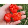 Trinidad scorpion moruga