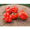 Trinidad scorpion moruga plody