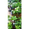 Chilli sazenice Trinidad Scorpion Moruga Chocolate 1ks