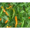 Thai orange
