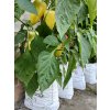 GROWBAG Special Mix - pro rajčata, papriky, okurky i okrasné rostliny - 5 + 1 kus ZDARMA  Jednoduché a praktické pěstování :)