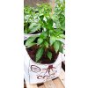 GROWBAG - Substrát pro chilli papričky - CHILLI MIX 3 kusy  Výhodný set, skvělý pro chilli i sladké papriky, vše pro květ i bohatou úrodu