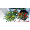 GROWBAG - Substrát pro chilli papričky - CHILLI MIX 3 kusy  Výhodný set, skvělý pro chilli i sladké papriky, vše pro květ i bohatou úrodu