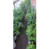GROWBAG - Substrát pro chilli papričky - CHILLI MIX 5 kusů + 1 zdarma  skvělý pro chilli i sladké papriky, vše pro květ i bohatou úrodu