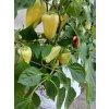 GROWBAG Light Mix 3 kusy  pro klíčení semen nebo řízkování, maximální kontrola nad živinami