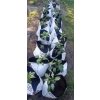 GROWBAG Light Mix 3 kusy  pro klíčení semen nebo řízkování, maximální kontrola nad živinami