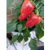 GROWBAG Light Mix 5 kusů + 1 zdarma  pro klíčení semen nebo řízkování, maximální kontrola nad živinami