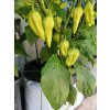 GROWBAG Light Mix 5 kusů + 1 zdarma  pro klíčení semen nebo řízkování, maximální kontrola nad živinami