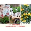 Chilli set growbag 2