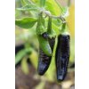 Sazenice chilli Jalapeno Farmers Chocolate 1 ks  až 5000 SHU