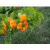 Trinidad scorpion y plody