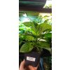 Chilli sazenice Nagabrain Chocolate 1 ks  1 200 000 - 1 500 000 SHU