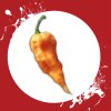 Sazenice a semínka chilli Bhut jolokia peach