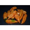 Chilli semínka Bhut Jolokia Peach 10ks  1 000 000 SHU