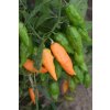 Chilli semínka Bhut Jolokia Peach 10ks  1 000 000 SHU