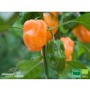 Capsicum chinense Orange Habanero 48