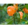 Capsicum chinense Orange Habanero 48