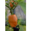 HABANERO 3 druhy - chilli mix semínek 30ks