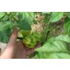 HABANERO 3 druhy - chilli mix semínek 30ks