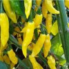 Semínka Chilli papriček Habanero Neon 10 ks chillimat.cz