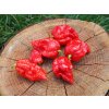 Naga morich