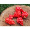 Naga morich 2