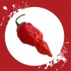 Sazenice a semínka chilli Naga morich