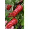 Chilli semínka Pimientos de Padron 10ks  5 000 - 8 000 SHU