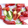 Chilli semínka Pimientos de Padron 10ks  5 000 - 8 000 SHU