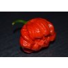 Chilli sazenice Trinidad Scorpion Moruga Red 1ks  NEJPÁLIVĚJŠÍ SAZENICE Z NAŠEHO SKLADU!  až 2 009 231 SHU