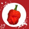 Sazenice a semínka chilli Trinidad Scorpion Moruga Red